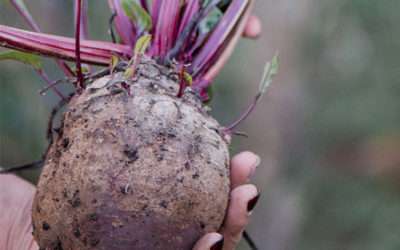 Winter CSA Update