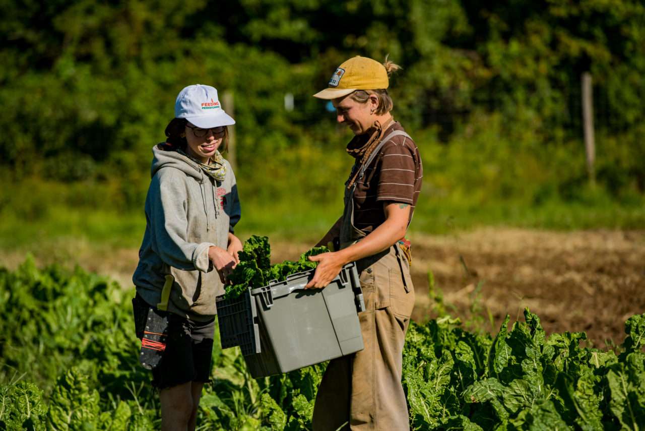 Summer Csa Pennypack Farm Educational Center