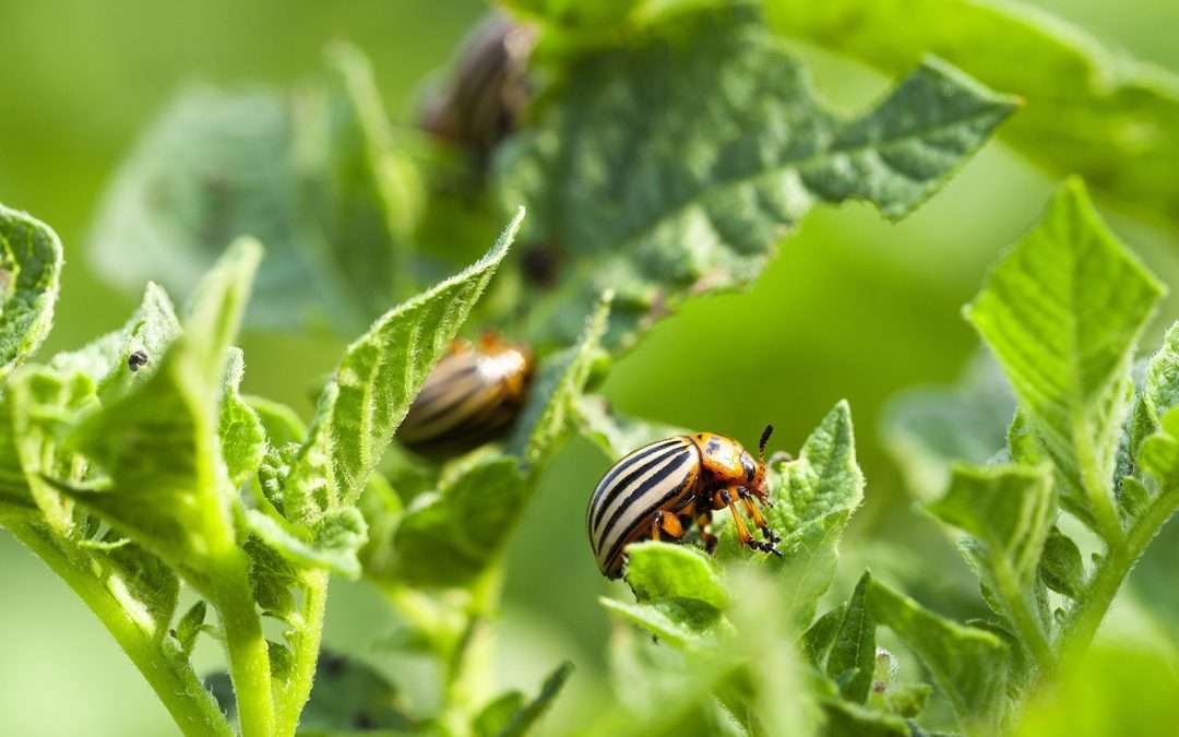 Intro to Insect Pests: Anatomy, Life Cycle, and Organic Control
