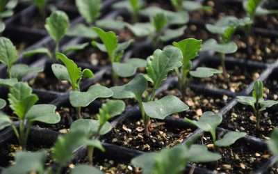 Organizing Your Seeding Schedule