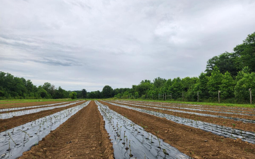 Sweet Potato Planting