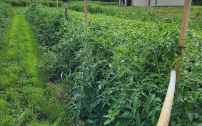 Seed Inventory, Putting Together the Seed Order, and Checking Seeds In