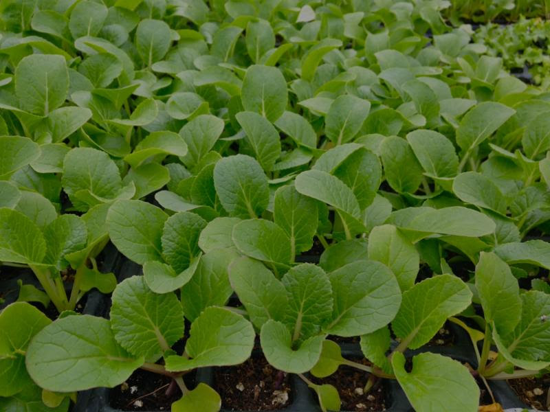 Greenhouse in the Summer
