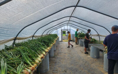 Onion Harvest