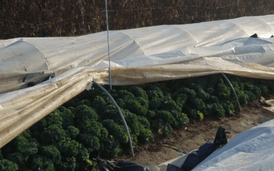 Weekly and Daily Crop Maintenance in the Winter