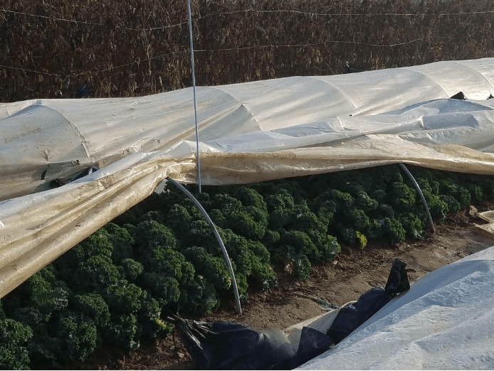 Weekly and Daily Crop Maintenance in the Winter