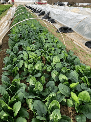 Left Picture is “Auroch”