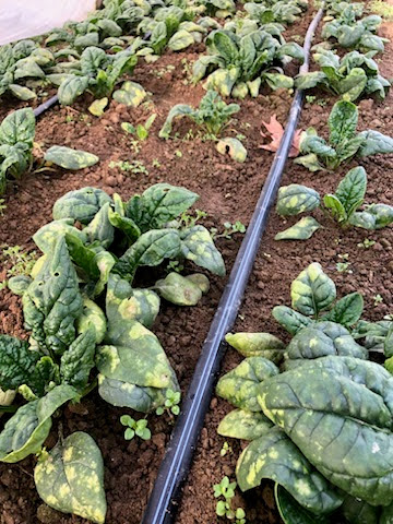 Right picture is “Downy Mildew on Kookaburra”