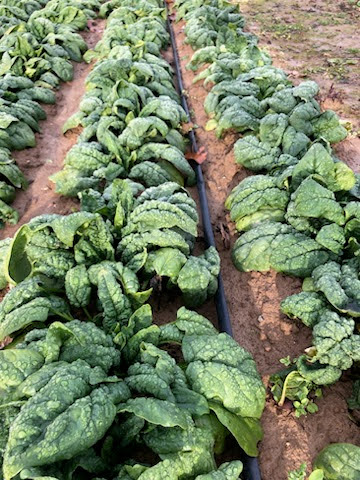 Good Fall Uncovered Kookaburra