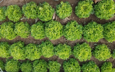 Downy Mildew Control in Winter