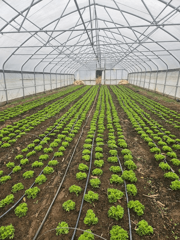 Tango lettuce with drip tape irrigation