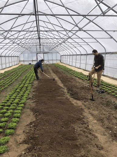 flipping beds for carrots
