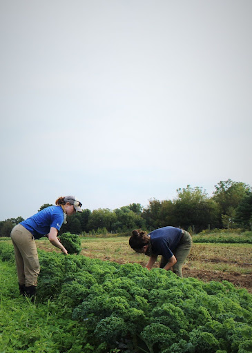 women_harvesting_plants
